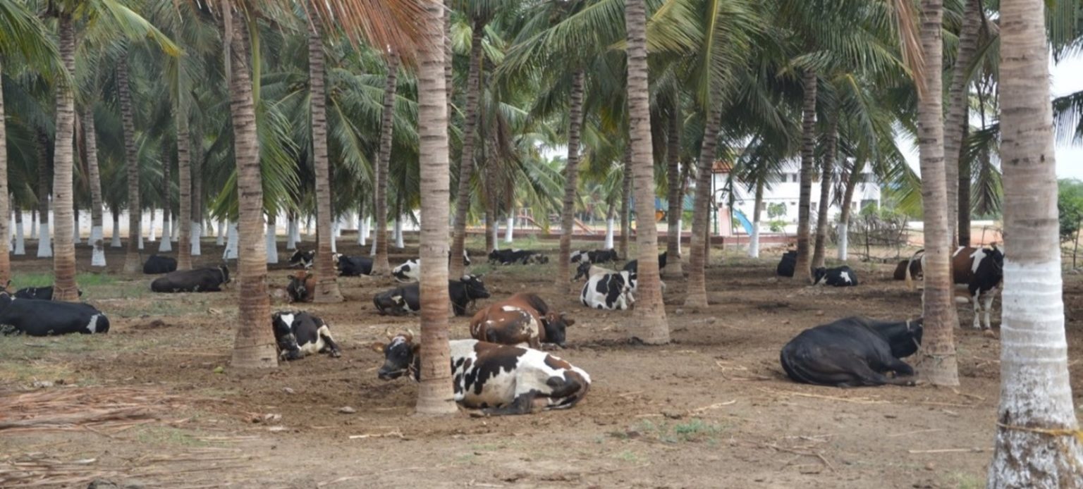 MJC Dairy Farm